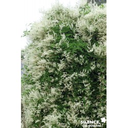 Polygonum Aubertii...