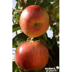 Pommier Idared Vf Tg-Gob-C10L