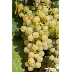 Vigne Chasselas...