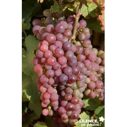 Vigne Chasselas Tramontaner...