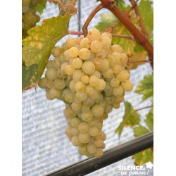 Vigne Evita 50/60Ans-C4L