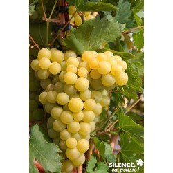 Vigne Fanny 100/150-C4L