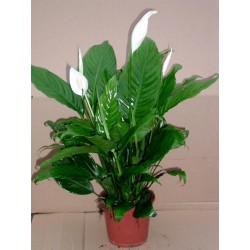 Spathiphyllum 2/3flr-h110-p17
