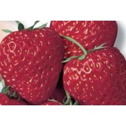 Fraisier ostara rm-b6g7