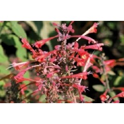 Agastache c0.65l