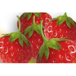 Fraisier mount everest C0.65L