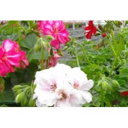 Geranium ld b6