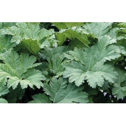 Gunnera c2.5l