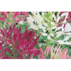 Cleome spinosa c2.5l