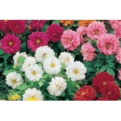 Dahlia nain bout-c0.65l