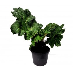 Gunnera Manicata Extra-C5L