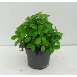 FRAISIER des Bois C5L