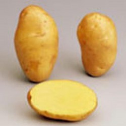 Pdt nicola c25/35-clay100plt