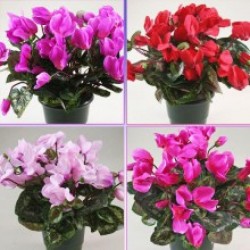 Cyclamen pot