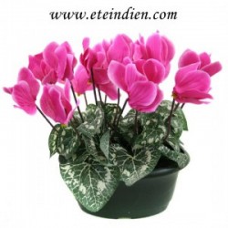 Coupe mini cyclamen