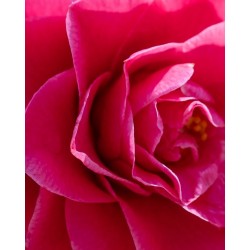 Camellia Japonica 2L