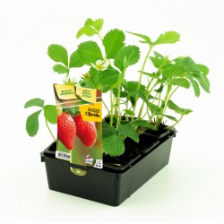 Fraisier ciflorette b6g7