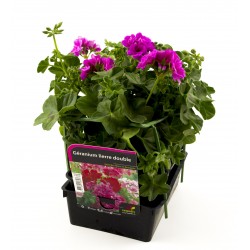 Geranium lierre double b6g8