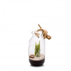 COMPOSITION bottle Cactee L...
