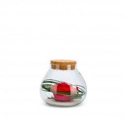 VERRINE stab Bulle Light...