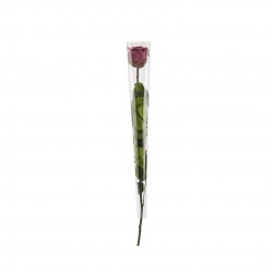 ROSE std Purple Coffret Ø5-H50