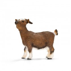 Chevre naine