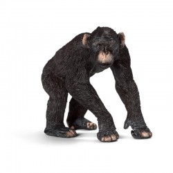 Chimpanze male