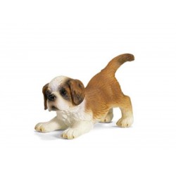 Chiot saint bernard