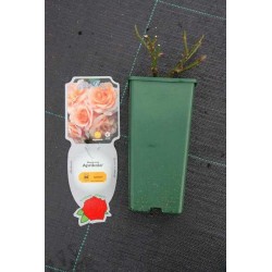 Rosier aprikola® adr 2001...