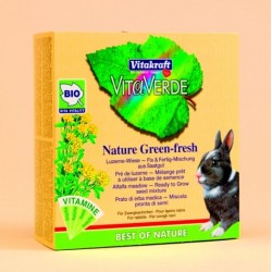 Green fresh luzerne lapin nain
