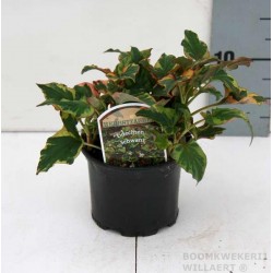 Houttuynia cordata...