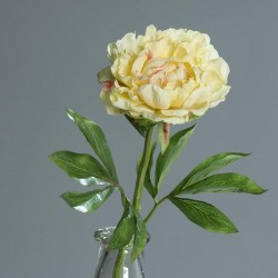 Pivoine