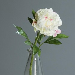 Pivoine
