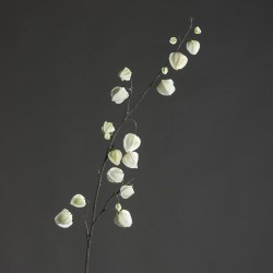 Physalis branche