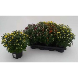 Chrysanthemum Mini Pompon...