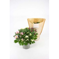 Chrysantheme indicum...