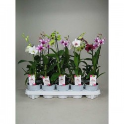 DENDROBIUM H45 P11