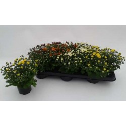 Chrysantheme mini pompon...