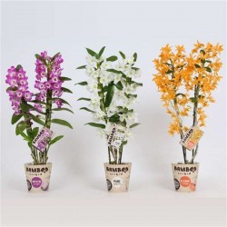 ORCHIDEE bamboo 2TG H50...