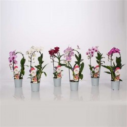 DENDROBIUM 1TG-CASC H50 P11