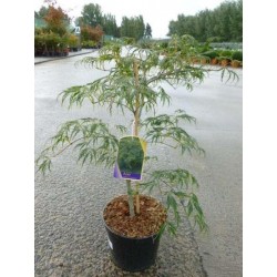 Acer palmatum dissectum...