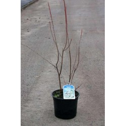 Amelanchier lamarckii...