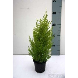 Cupressus macrocarpa wilma p11