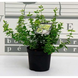 Euonymus fortunei emerald n...