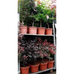Acer palmatum c15l