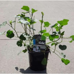 Lavatera x blushing bride...