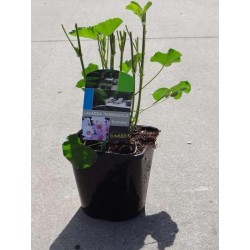 Lavatera 'barnsley' 25/30-p17