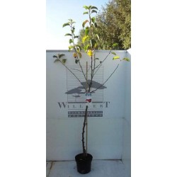 Pommier domestica jonagold...