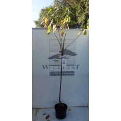 Cerisier avium hedelfinger...