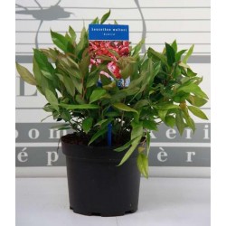 Leucothoe scarletta 20/30-ctl